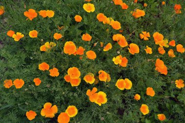 California haşhaş eschscholzia bahçede çiçek açması