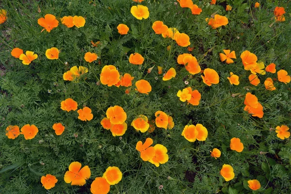 California haşhaş eschscholzia bahçede çiçek açması