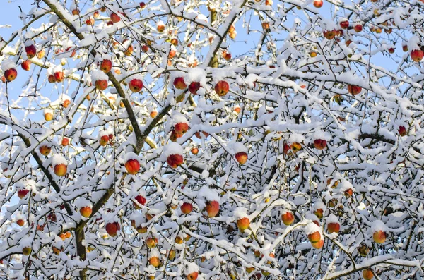 Outono maçãs colheita na árvore coberto de neve fresca, fundo de outono — Fotografia de Stock