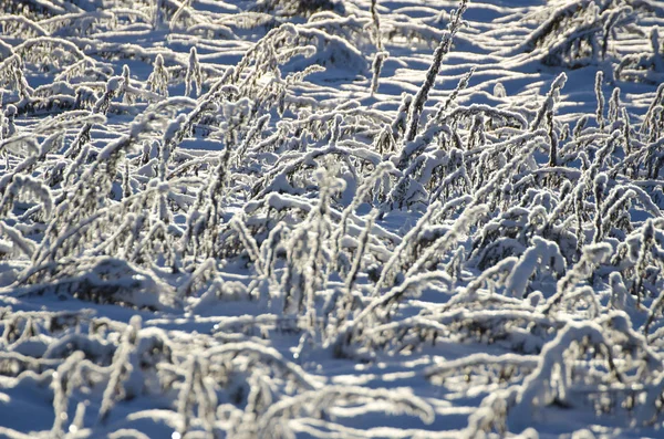 Snowy mrożone łąka trawa tło światło słoneczne — Zdjęcie stockowe