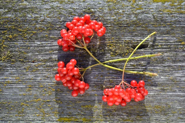 Fresh viburnum red berries on old wooden background — Stock Photo, Image