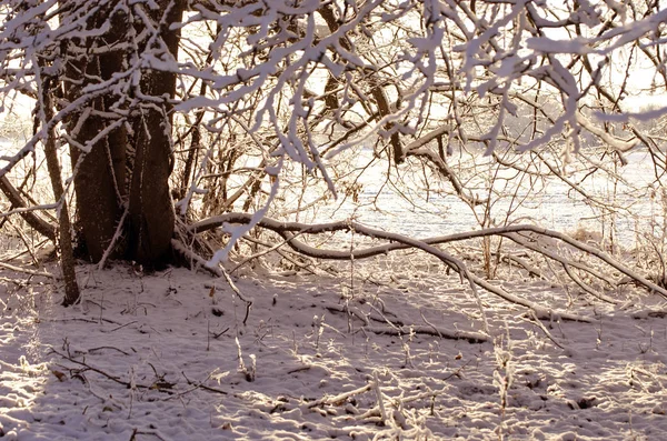 Tronco d'albero nel parco innevato, sfondo naturale invernale — Foto Stock