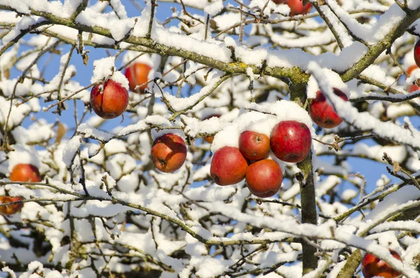 Sonbahar elma ağacı üzerinde kar, sonbahar arka plan kapsamında  