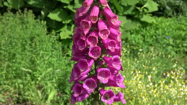 Twee Hommel Mooie Zomerse Vingerhoedskruid Bloemen Bloesems Tuin — Stockvideo