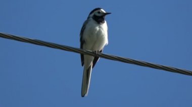 Yabani kuş beyaz kuyruksallayan Motacilla alba tel üzerinde