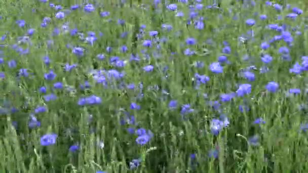 Wiatru Polu Pszenicy Wielu Niebieskich Kwiatów Tle Natura Rolnictwo — Wideo stockowe