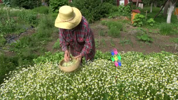 花园里的高级妇女采摘新鲜的药用洋甘菊花 — 图库视频影像