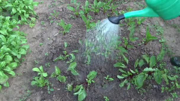 Bylinkář Zahradník Jaře Zalévání Lékařských Rostlin Melissa Officinalis Meduňka Zahradě — Stock video