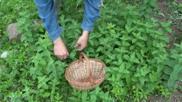 Giardiniere Erborista Raccogliendo Erba Fresca Menta Nel Giardino Mezza Estate — Video Stock