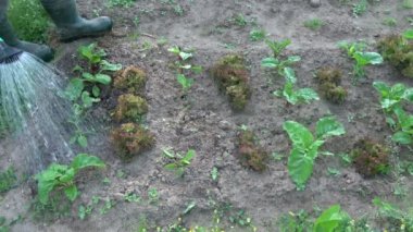 Bahçıvan bahar bahçe sebze yatakta sulama