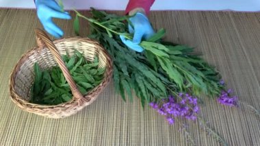 Tıbbi fireweed Ivan-çay Epilobium angustifolium çiçekleri yapraklarından alarak herbalist