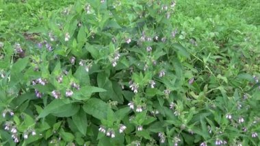 tıbbi bitki karakafes Symphytum officinale yaz aylarında