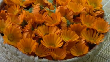 Taze tıbbi kadife çiçeği calendula çiçek sepeti arka planda döndürme