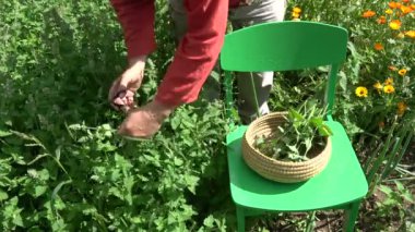 Bahçıvan herbalist taze tıbbi Melisa nane bitkiler yaz aylarında toplama.