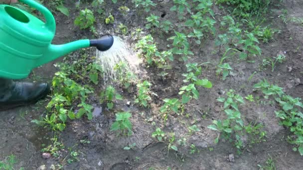 若いレモンバーム ミントを噴霧散水庭師薬草の庭もやし — ストック動画