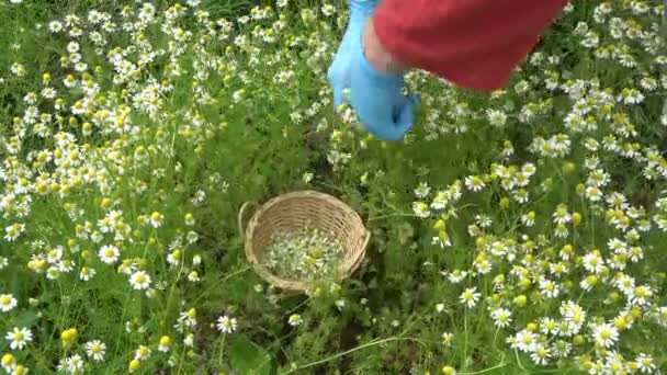 庭師の手摘み新鮮なカモミール医療花を収穫 — ストック動画
