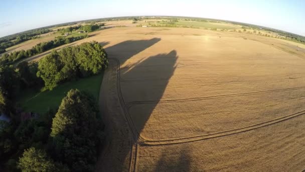 Abend Landwirtschaft Ackerland Feld Mit Baumschatten Luftaufnahme Von Der Drohne — Stockvideo
