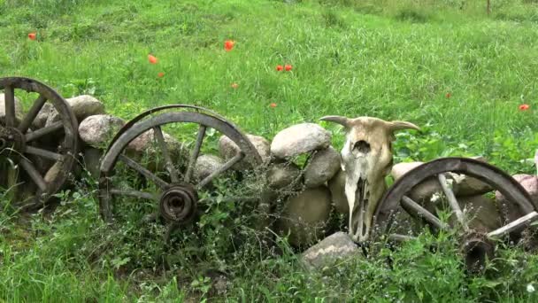 Decorative Stone Fence Wheels Cow Skull Red Poppies Wind — Stock Video
