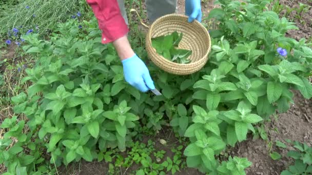 Jardineiro Herbalist Colhendo Plantas Hortelã Médica Fresca Verão — Vídeo de Stock