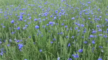 Rüzgar yaz yeşil alanı ile buğday ve pek çok Peygamber, doğa arka plan