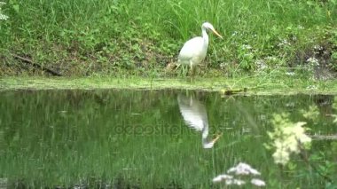Kuş büyük beyaz heron göl kıyısında Egretta alba