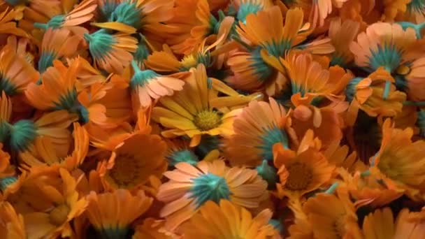 Forgó friss orvosi gyógynövény körömvirág calendula virág háttér