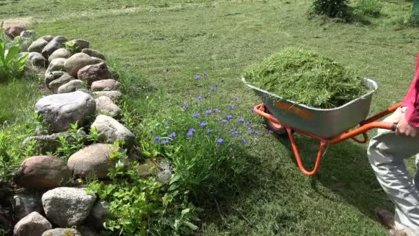 Jardinero Granja Transportando Césped Cortado Con Carretilla — Vídeo de stock