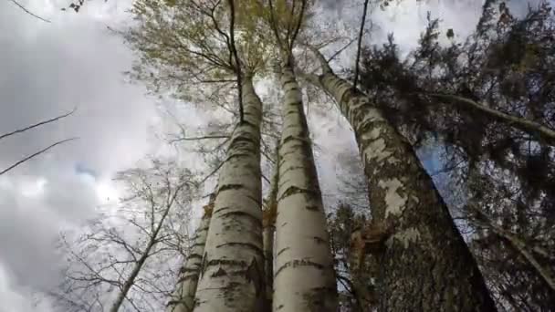 Hermosos Troncos Majestuosos Abedul Viento Otoño Lapso Tiempo — Vídeo de stock