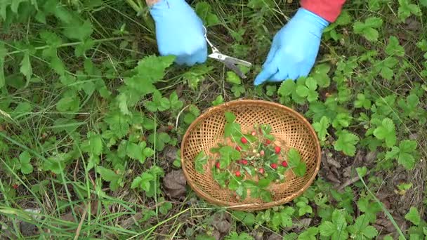 Herbolario recogiendo fresas frescas silvestres para el té — Vídeo de stock