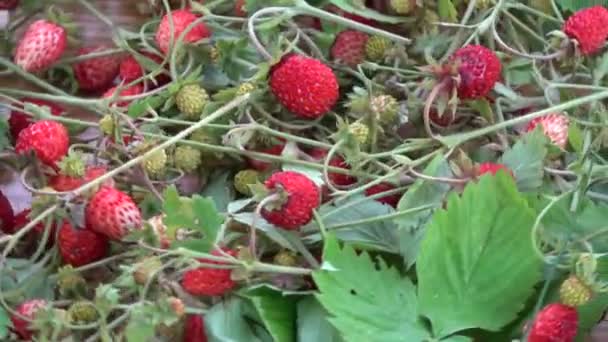 Rotierende frische Walderdbeeren Hintergrund — Stockvideo