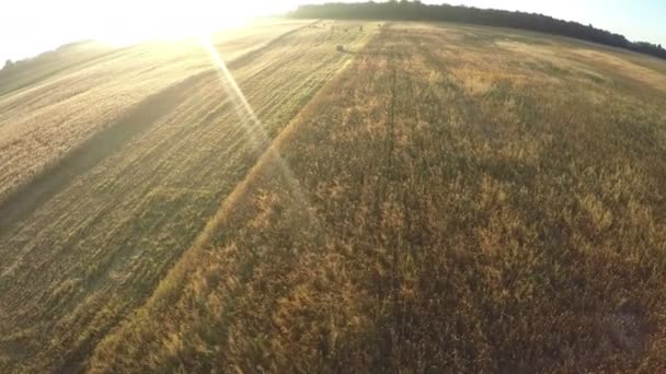 Fin de verano campos de tierras de cultivo de dron en la hermosa mañana, vista aérea — Vídeos de Stock