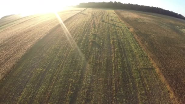 Fin d'été champs de blé mûrs et prairie dans la belle matinée, vue aérienne — Video