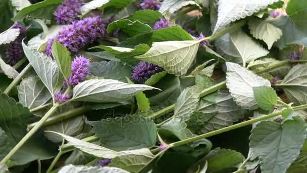 茴香牛膝草藿香茴香旋转药用植物背景 — 图库视频影像