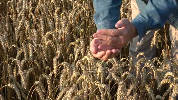 Granjero agrónomo buscando condición de trigo maduro en campo de cultivo — Vídeos de Stock