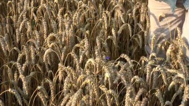 Çiftçi görünümlü buğday kulakları durumu yaz aylarında tahıl.
