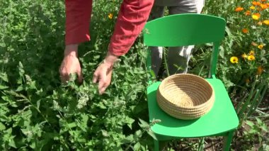 Herbalist taze tıbbi Melisa yaz bahçede toplama