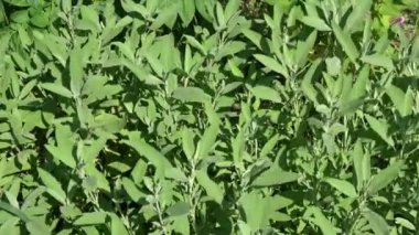 Tıbbi adaçayı Salvia officinalis bitki taze arka plan rüzgarda bırakır.