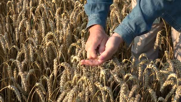 Granjero agrónomo buscando espigas de trigo condición de grano en el campo — Vídeos de Stock