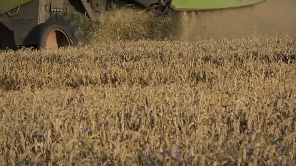 Combine Harvester colheita campo de trigo, detalhe de máquinas — Vídeo de Stock