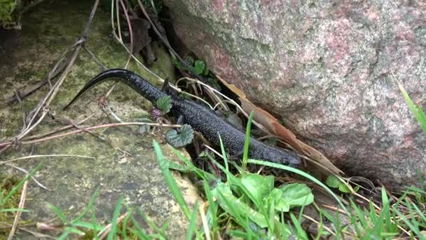 Great crested newt Triturus  crawling in spring — Stock Video
