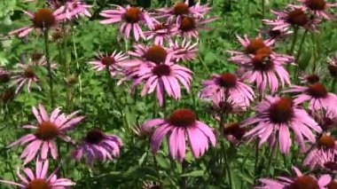 Güzel tıbbi coneflowers Echinacea purpurea arka planda yaz Rüzgar