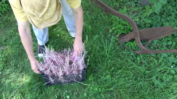 探している庭師忘れてセラーからプラスチックの箱にもやしとジャガイモ — ストック動画