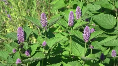 Taze Anason çördük Agastache foeniculum Çiçek Bahçe Rüzgar arka planda