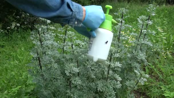 Pflanze Läusekolonie Auf Wermutbüschen Und Gärtner Besprüht Sie Mit Chemikalien — Stockvideo