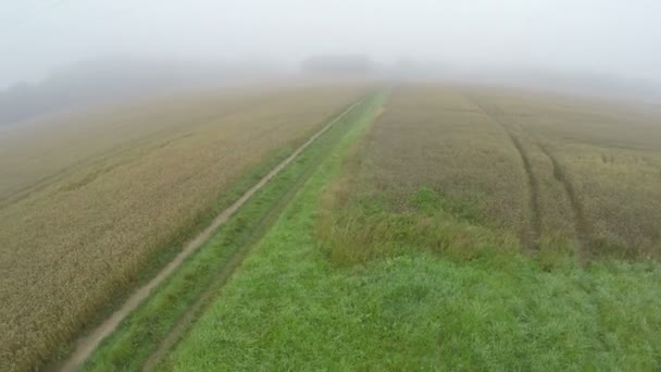 Nebliger Sommermorgen Ackerland Felder Und Schlechte Landstraße Luftaufnahme — Stockvideo