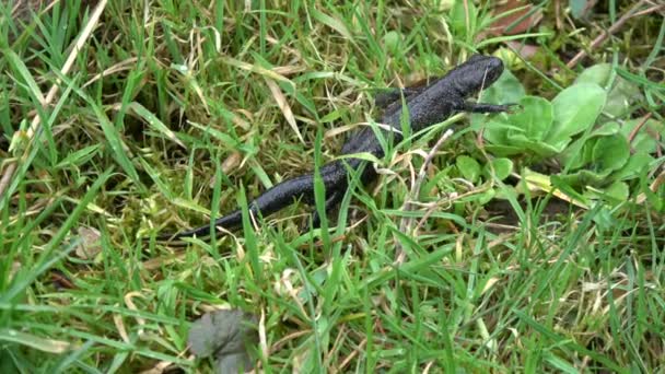 Djurens Fantastiska Crested Newt Triturus Cristatus Kryper Fjädra Gräs — Stockvideo