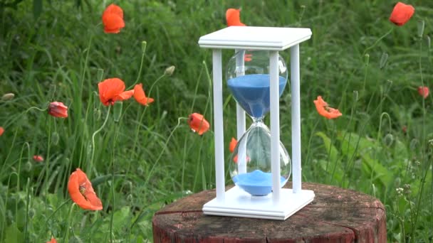 Zomertijd Zandloper Sandglass Met Blauw Zand Beweging Rood Oranje Poppy — Stockvideo