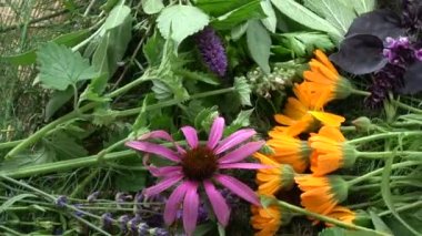 Güzel taze çeşitli tıbbi döndürme ve baharat otlar çiçek arka plan. Kadife çiçeği, Anason çördük, adaçayı, melisa, lavanta, fesleğen, coneflower