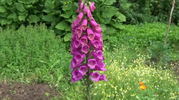 Schönen Sommer Fingerhut Blume Garten — Stockvideo