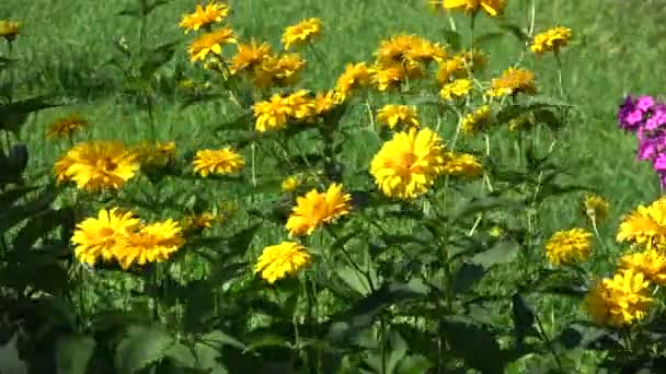 Flores Amarelas Verão Fundo Vento — Vídeo de Stock